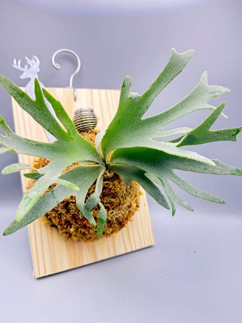 2026年最新】P.willinckii 'jewel'の人気アイテム - メルカリ