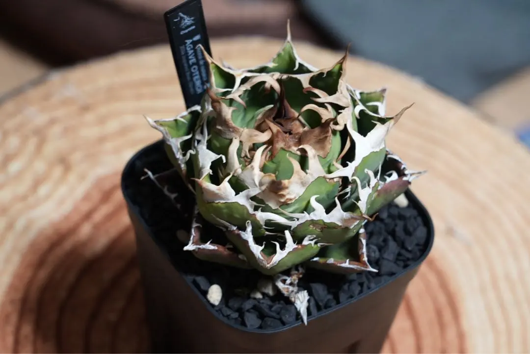 2026年最新】オアハカオテロイの人気アイテム - メルカリ