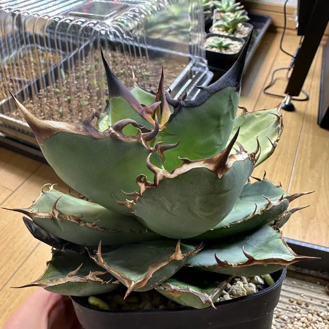 2026年最新】黒犀牛の人気アイテム - メルカリ