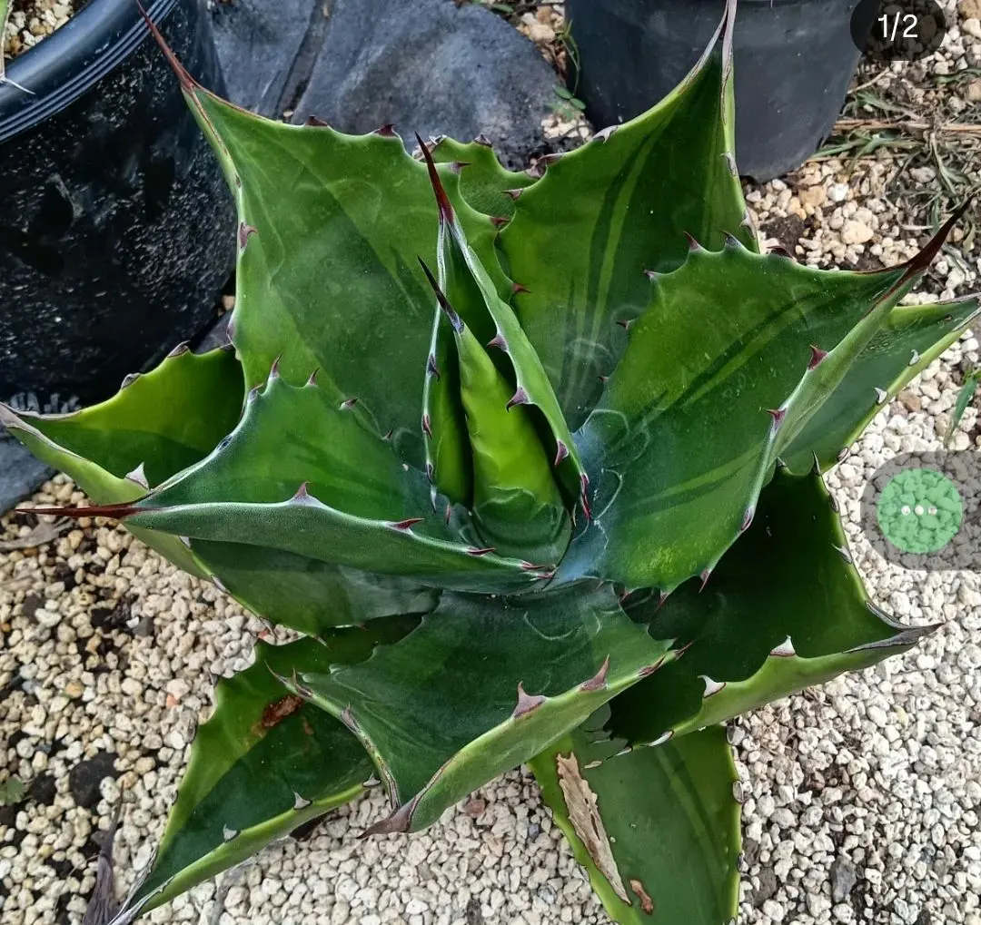 2026年最新】オバティフォリア斑入りの人気アイテム - メルカリ