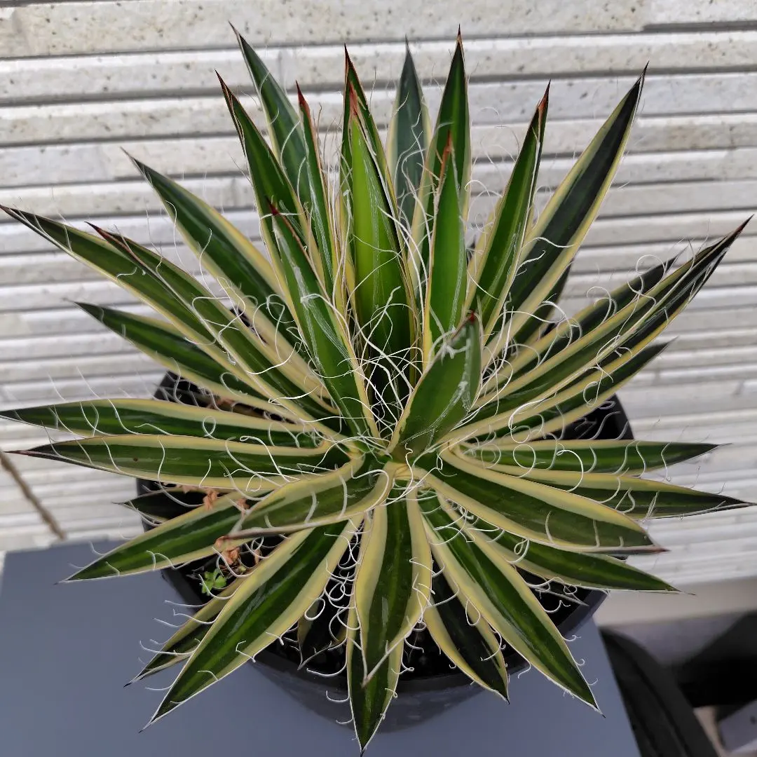 2026年最新】ロイヤルフラッシュ アガベの人気アイテム - メルカリ