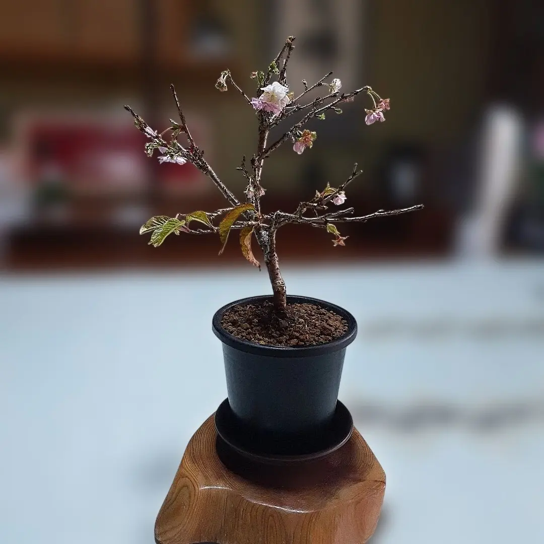 2026年最新】桜 盆栽 ソメイヨシノの人気アイテム - メルカリ