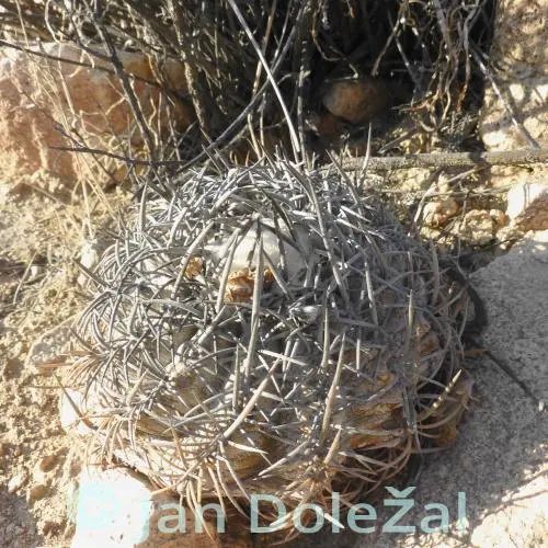 2026年最新】栗星玉の人気アイテム - メルカリ