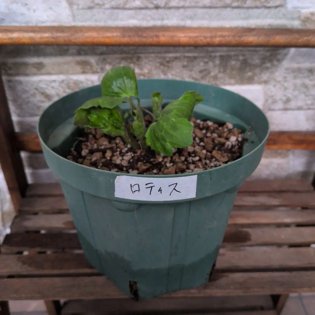 2026年最新】ラナンキュラスラックス ロティスの人気アイテム - メルカリ