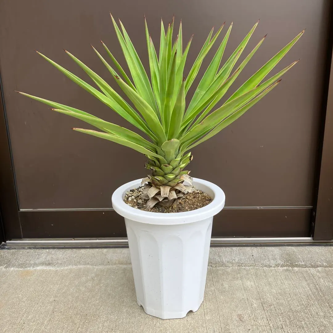 2026年最新】センジュランの人気アイテム - メルカリ