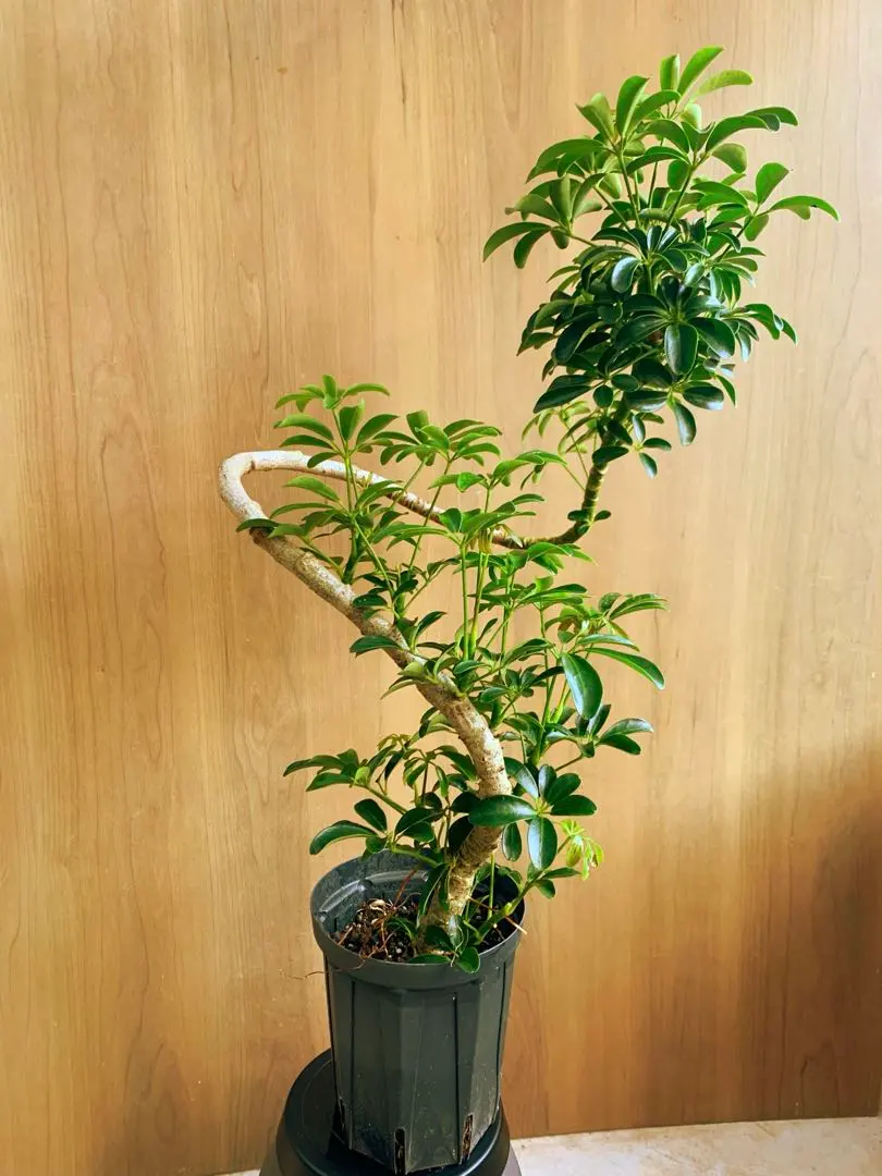 2026年最新】シェフレラ コンパクタの人気アイテム - メルカリ