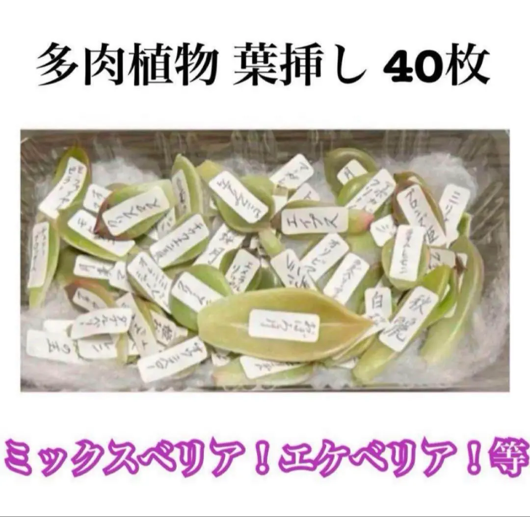 2026年最新】ミックスベリア ウエディングベルの人気アイテム - メルカリ