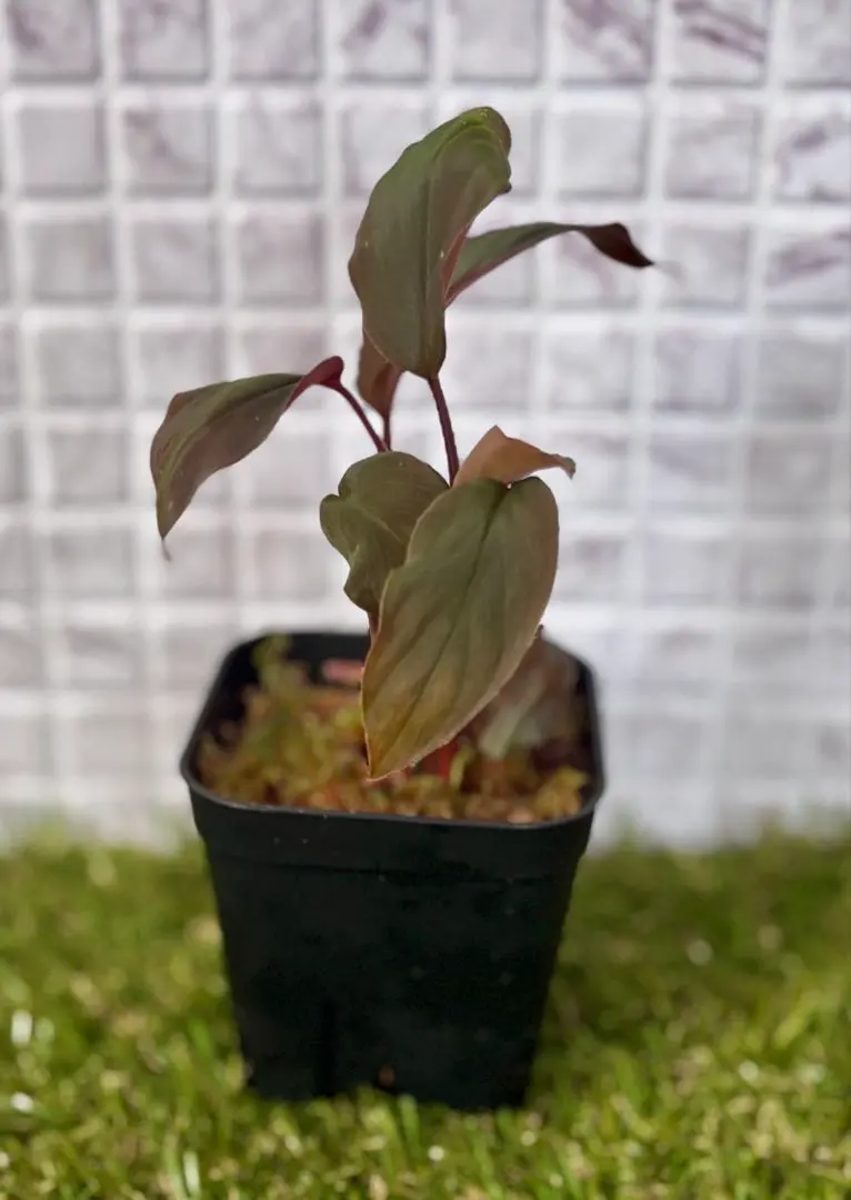 2026年最新】ホマロメナ ブラックの人気アイテム - メルカリ