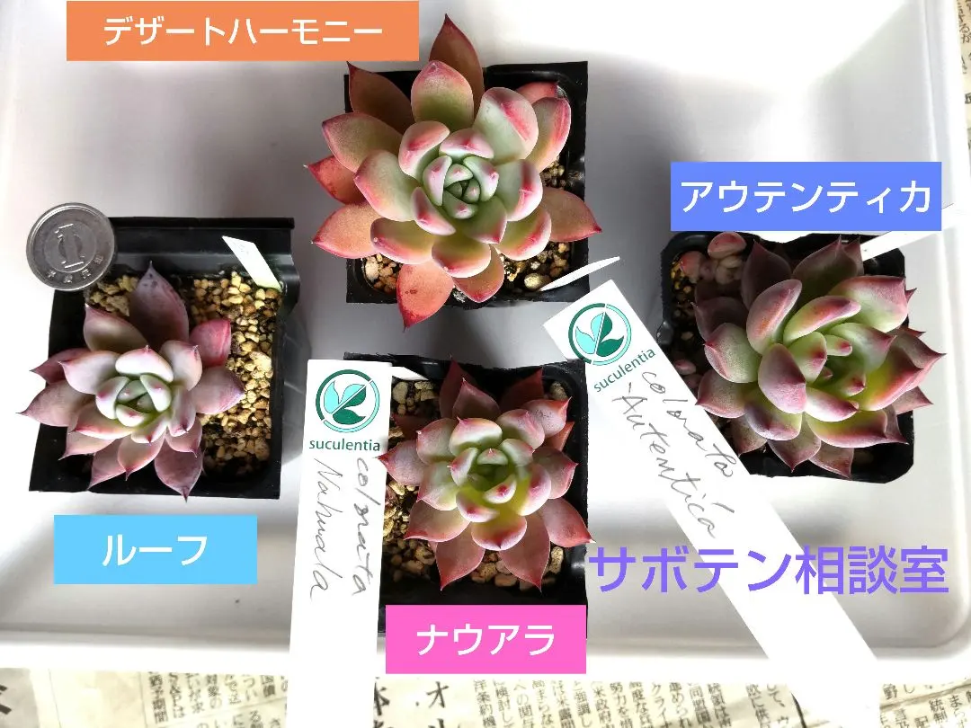 2026年最新】コロラータ ナウアラの人気アイテム - メルカリ