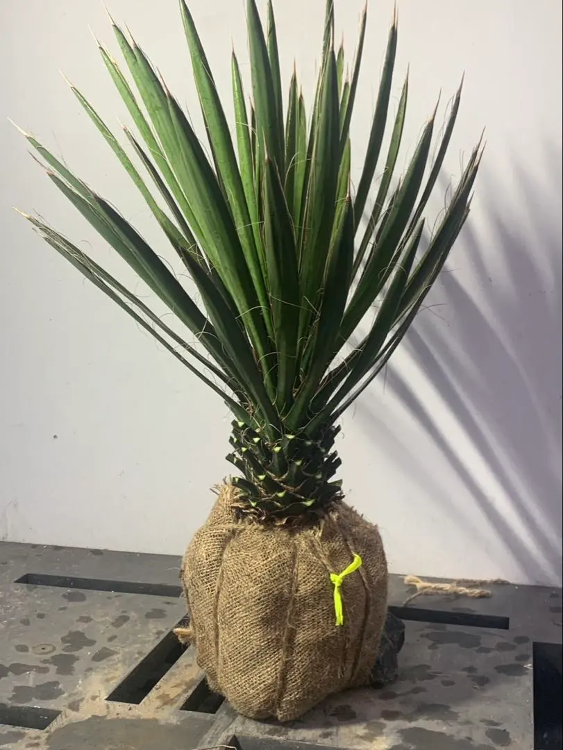 2026年最新】ユッカ フィリフェラの人気アイテム - メルカリ