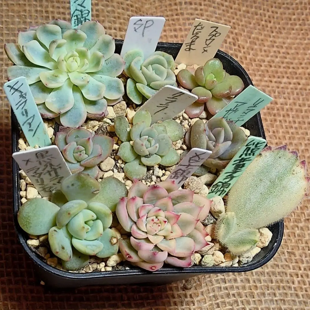 2026年最新】リラシナ錦の人気アイテム - メルカリ