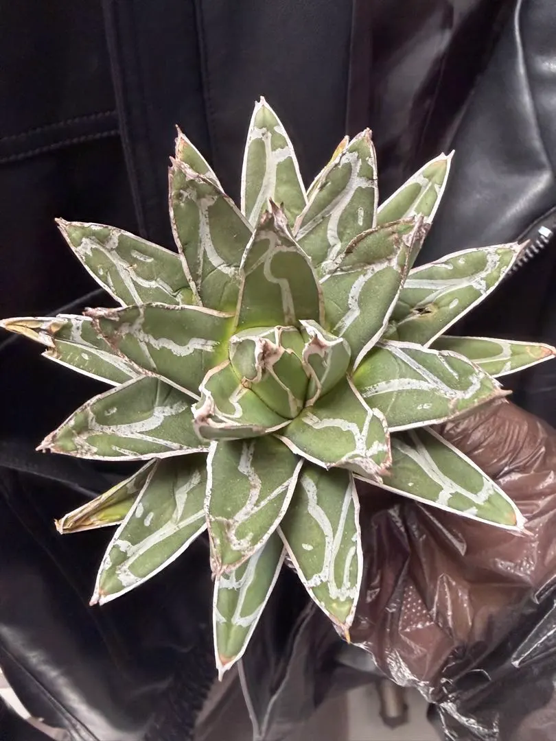 2026年最新】笹の雪 ダルマの人気アイテム - メルカリ