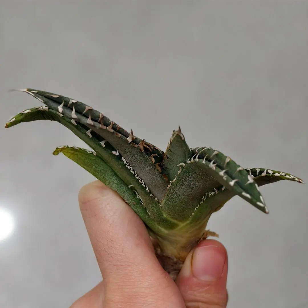 2026年最新】アガベ豆豆龍の人気アイテム - メルカリ