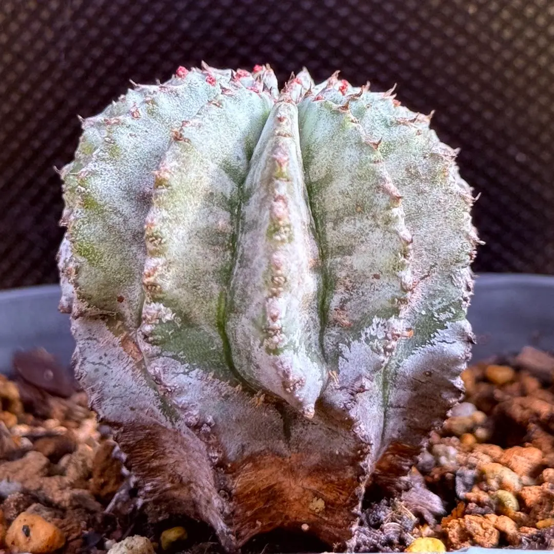 2026年最新】白肌ホリダの人気アイテム - メルカリ