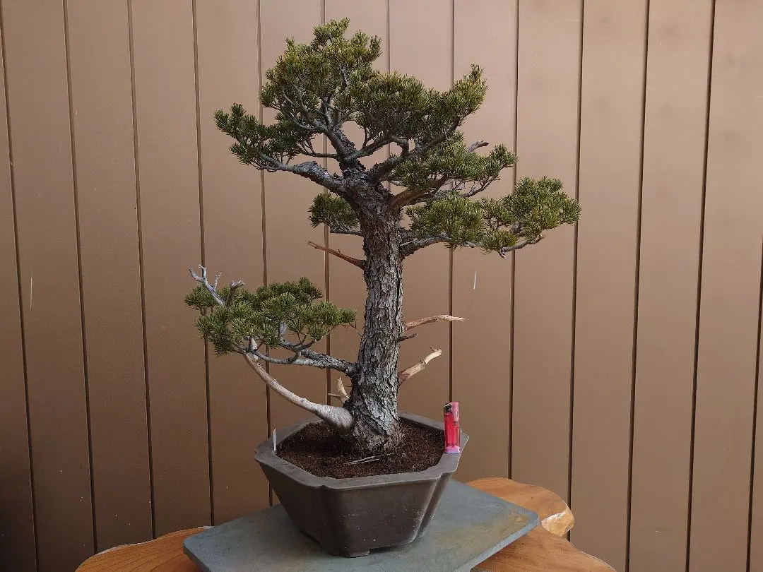 2026年最新】五葉松 瑞祥の人気アイテム - メルカリ