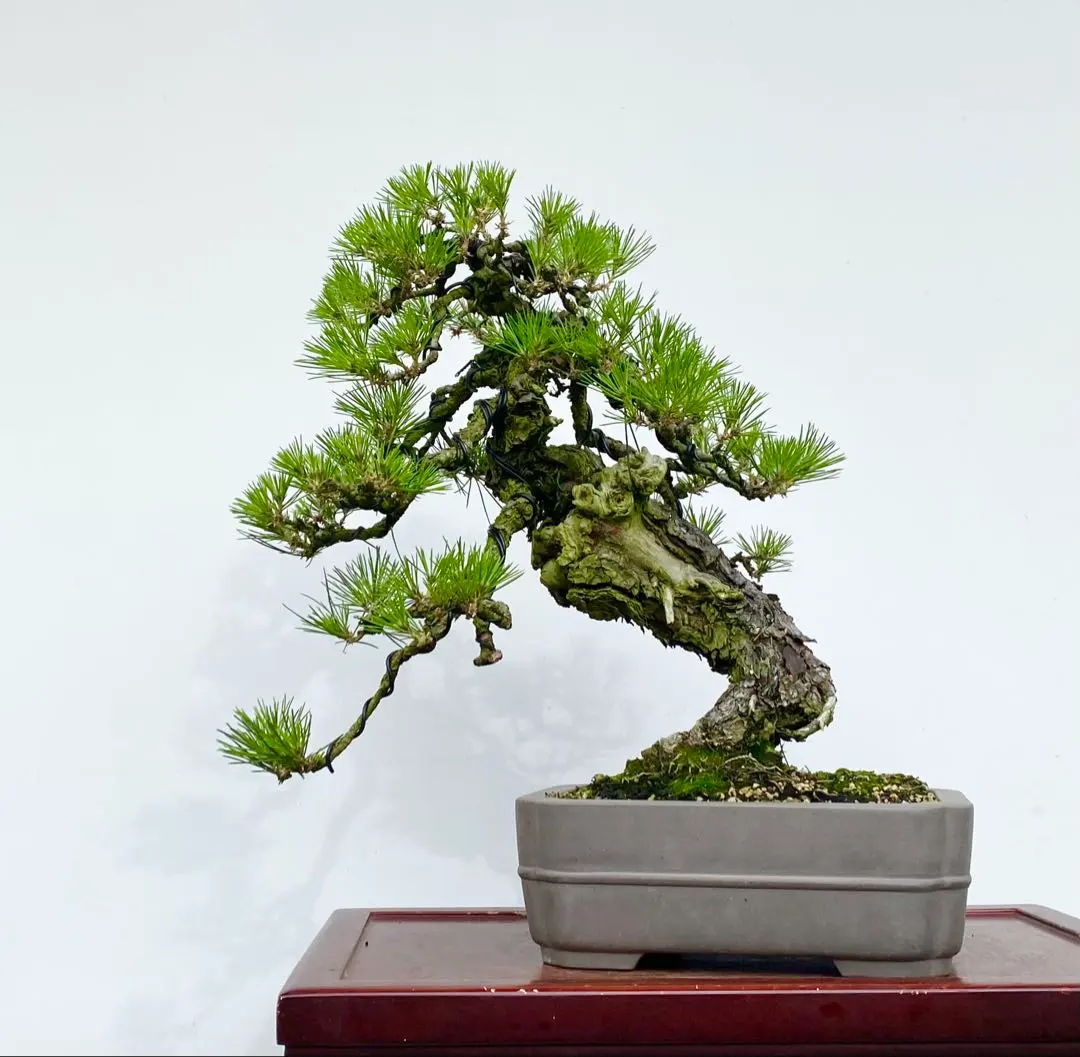 2026年最新】真柏 山採りの人気アイテム - メルカリ