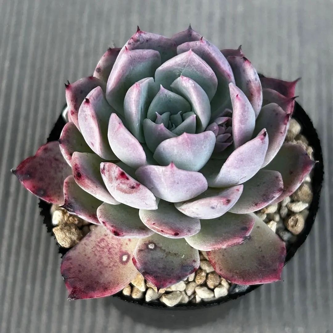 2026年最新】ルイパパさん苗の人気アイテム - メルカリ