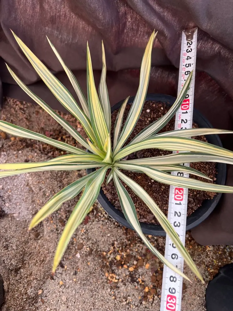 2026年最新】グロリオサ ライジングサンの人気アイテム - メルカリ