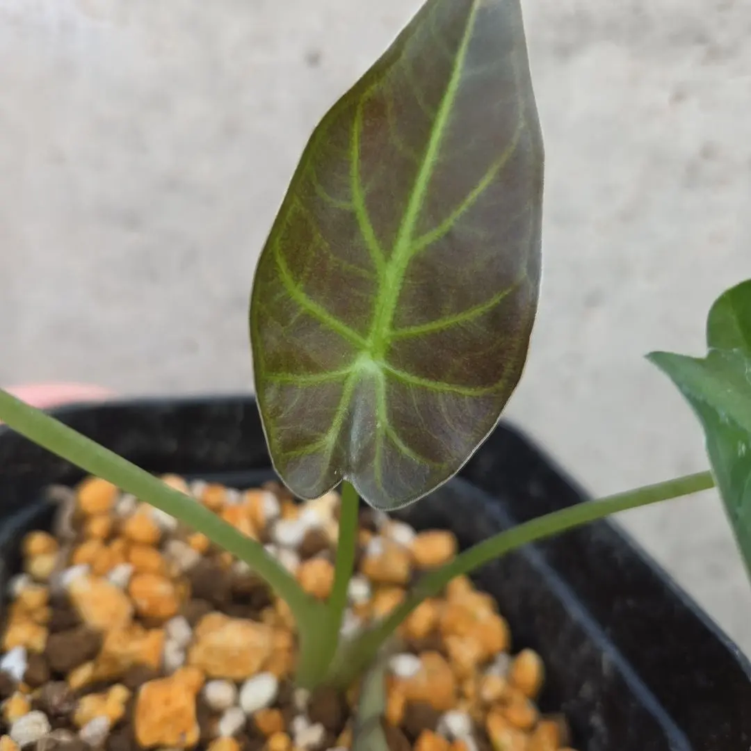 2026年最新】アロカシアリーガルシールズの人気アイテム - メルカリ