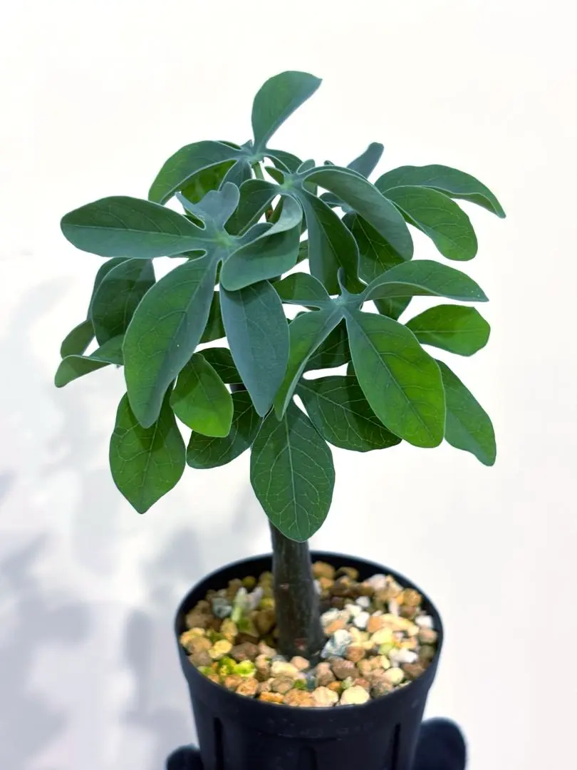 2026年最新】アデニア グラウカの人気アイテム - メルカリ