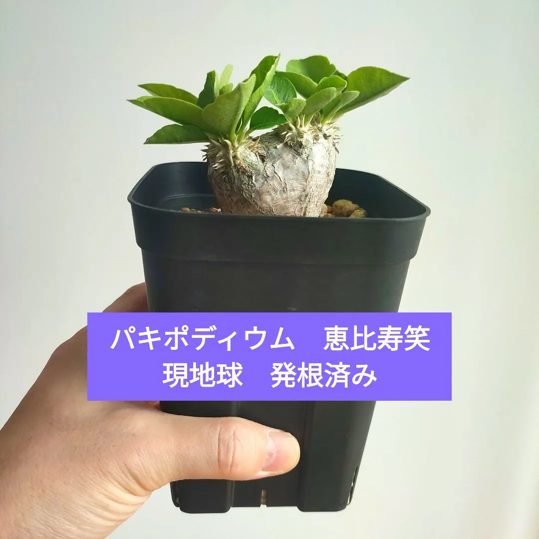 2026年最新】ブレビカウレ 現地球の人気アイテム - メルカリ