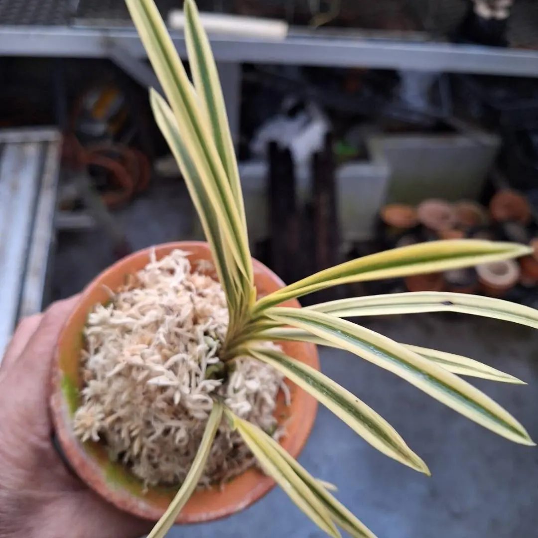 2026年最新】風蘭 大株の人気アイテム - メルカリ