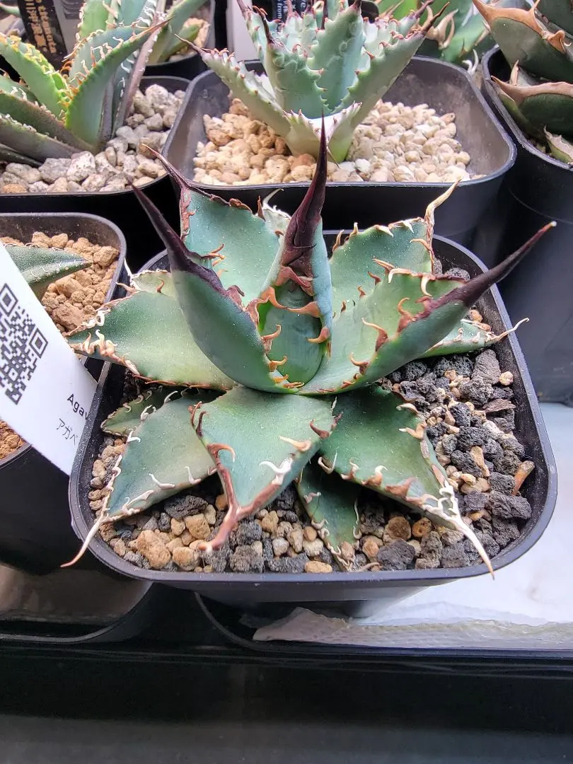 2026年最新】エボリスピナ bb ハイブリッドの人気アイテム - メルカリ