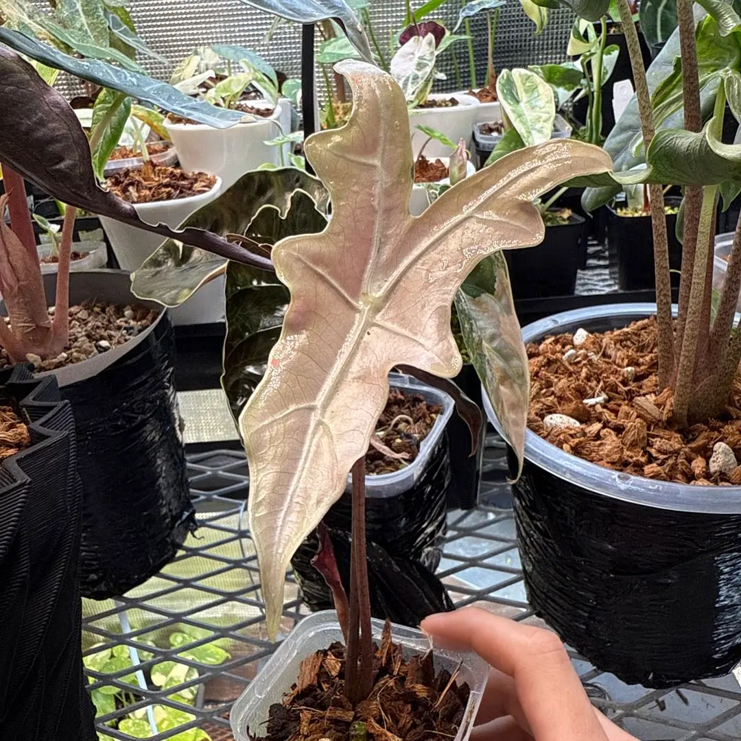 2026年最新】アロカシア ノビリスの人気アイテム - メルカリ