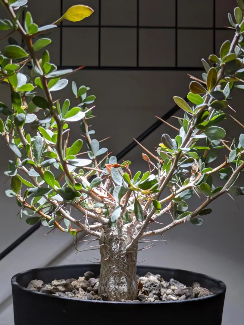 2026年最新】フォークイエリア ファシクラータ 実生の人気アイテム