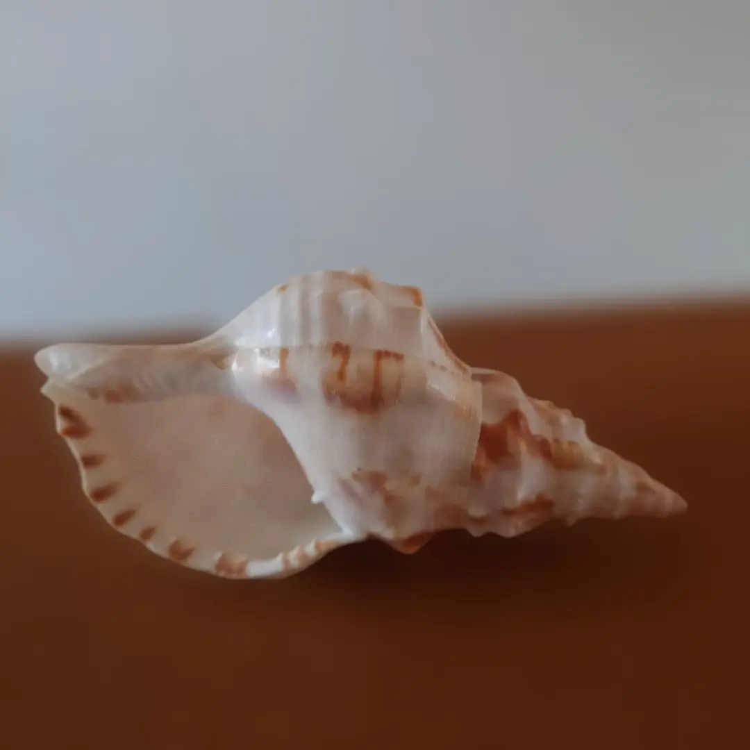 2026年最新】法螺貝標本の人気アイテム - メルカリ