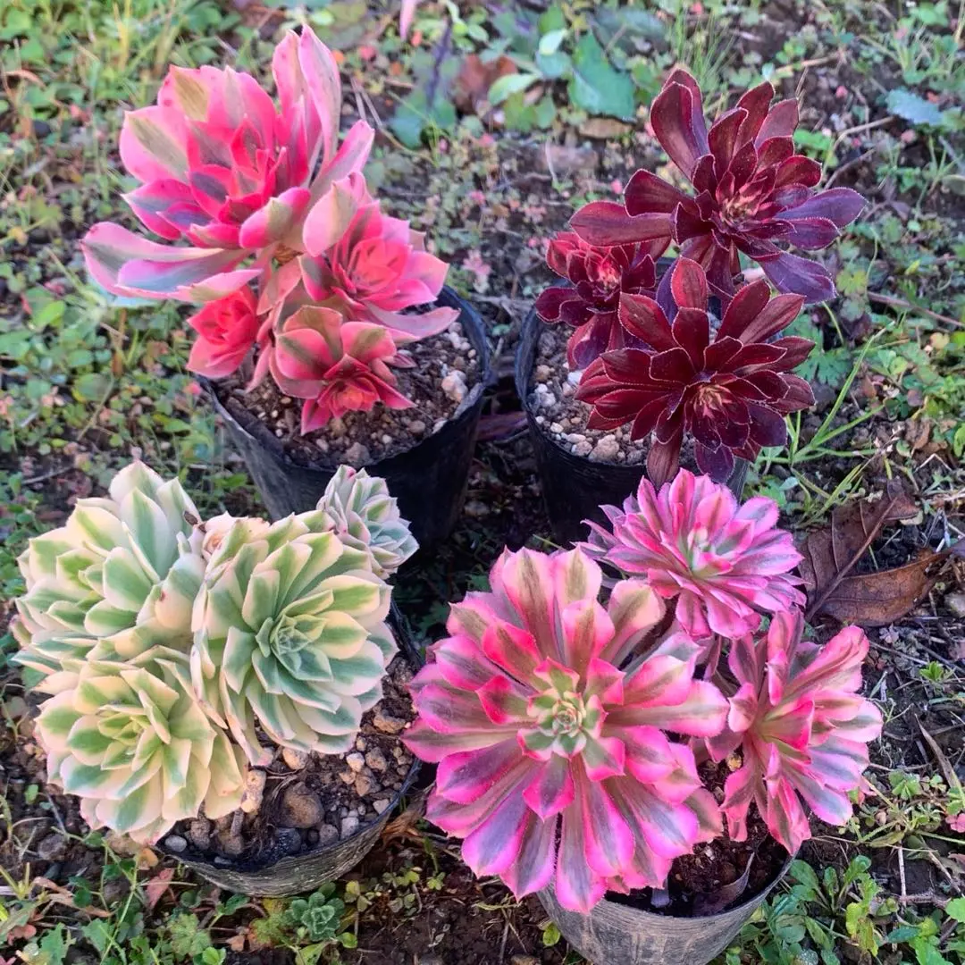 2026年最新】マイバッハ錦の人気アイテム - メルカリ