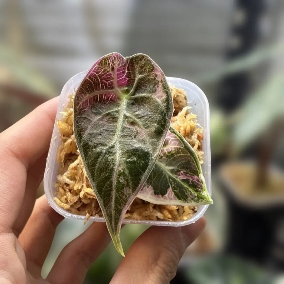 2026年最新】アロカシア ワトソニアの人気アイテム - メルカリ