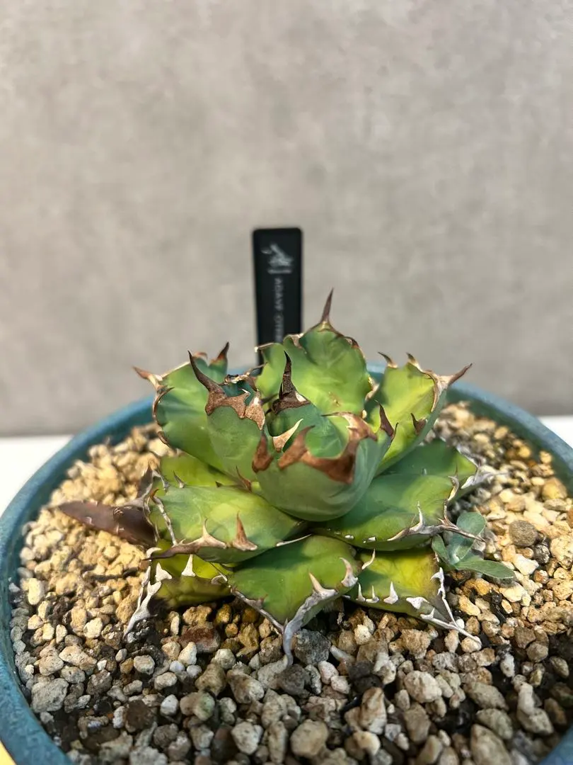 2026年最新】シエラミクスティカの人気アイテム - メルカリ