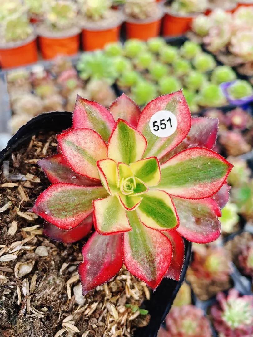 2026年最新】魅影 アエオニウムの人気アイテム - メルカリ