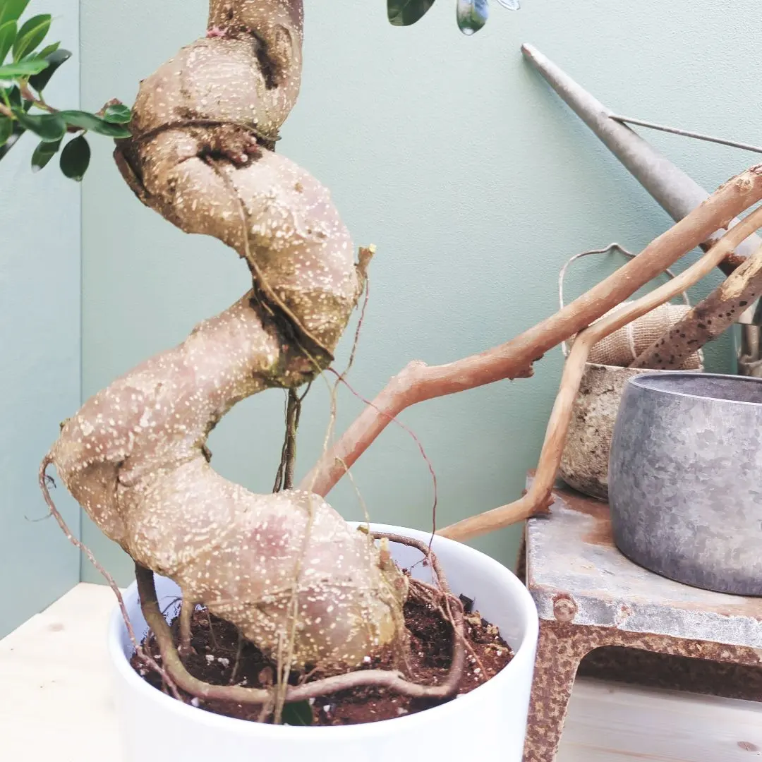 2026年最新】ガジュマル 昇り龍の人気アイテム - メルカリ