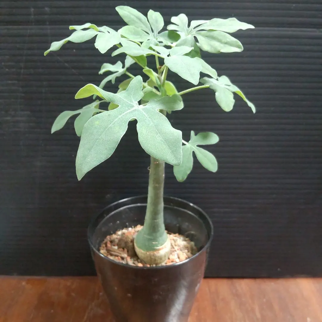 2026年最新】アデニア グラウカの人気アイテム - メルカリ