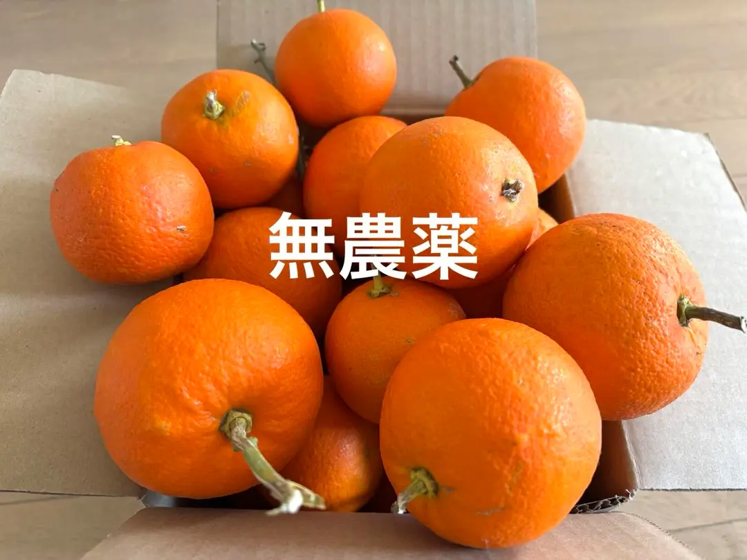 2026年最新】ぽん酢サワーの人気アイテム - メルカリ