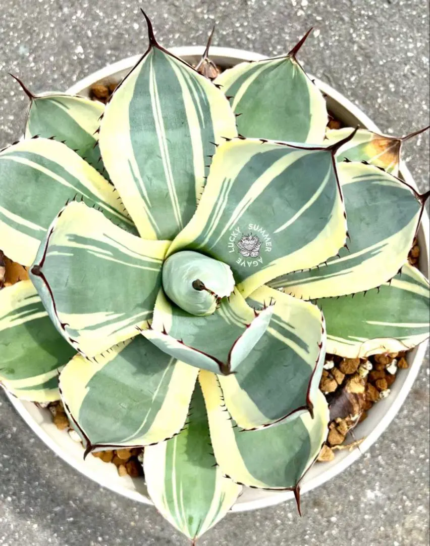 2026年最新】トランカータ 斑入りの人気アイテム - メルカリ