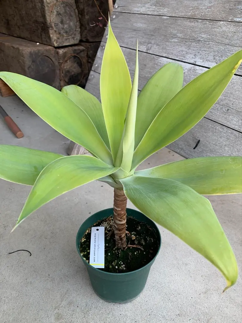 2026年最新】アガベアテナータの人気アイテム - メルカリ