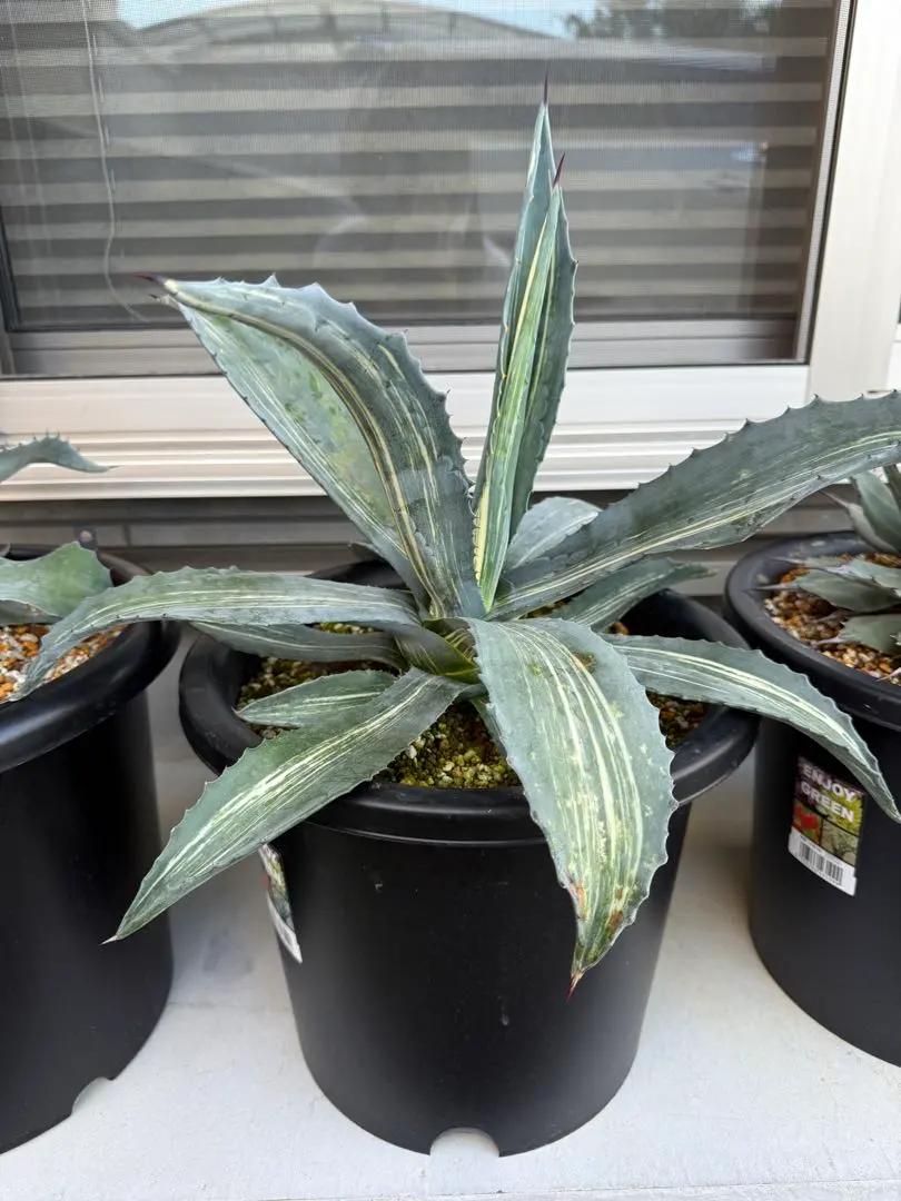 2026年最新】アガベ アメリカーナ 白 縞斑の人気アイテム - メルカリ