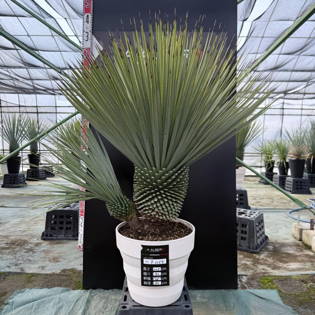 2026年最新】ユッカロストラータ ダブルヘッドの人気アイテム - メルカリ