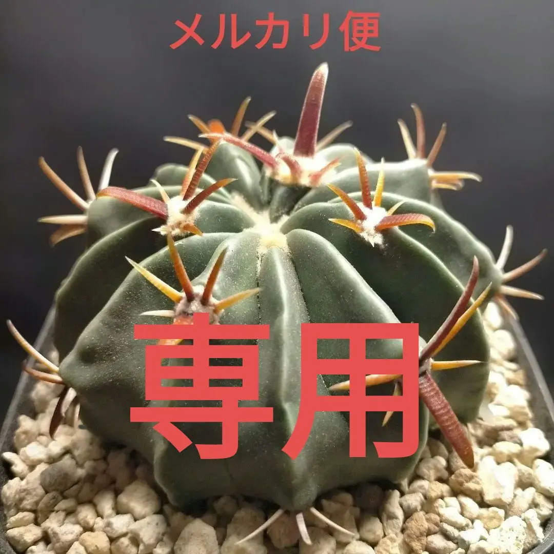 2026年最新】フェロカクタス 王冠竜の人気アイテム - メルカリ