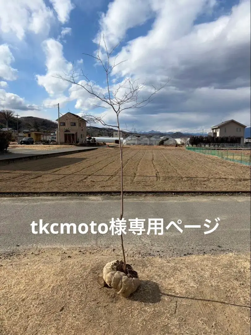 2026年最新】山採り ナツハゼの人気アイテム - メルカリ