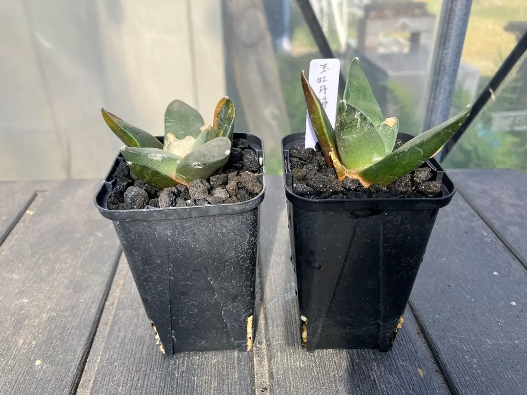 2026年最新】アリオカルプス ゴジラの人気アイテム - メルカリ