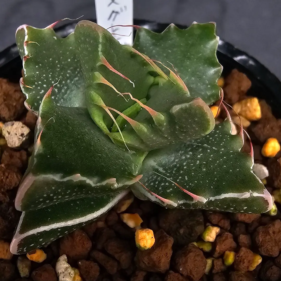 2026年最新】Faucaria フォーカリア 多肉植物の人気アイテム - メルカリ