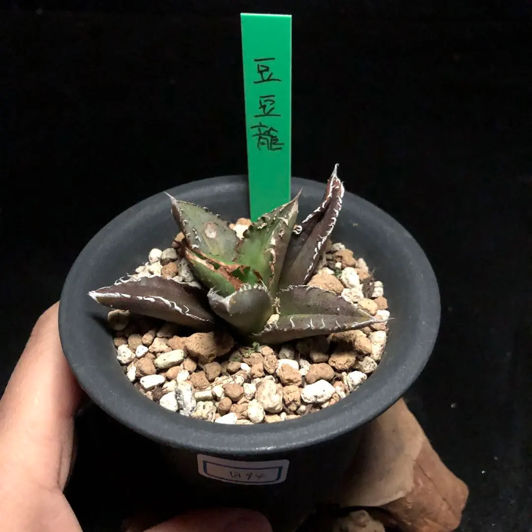 2026年最新】アガベ豆豆龍の人気アイテム - メルカリ