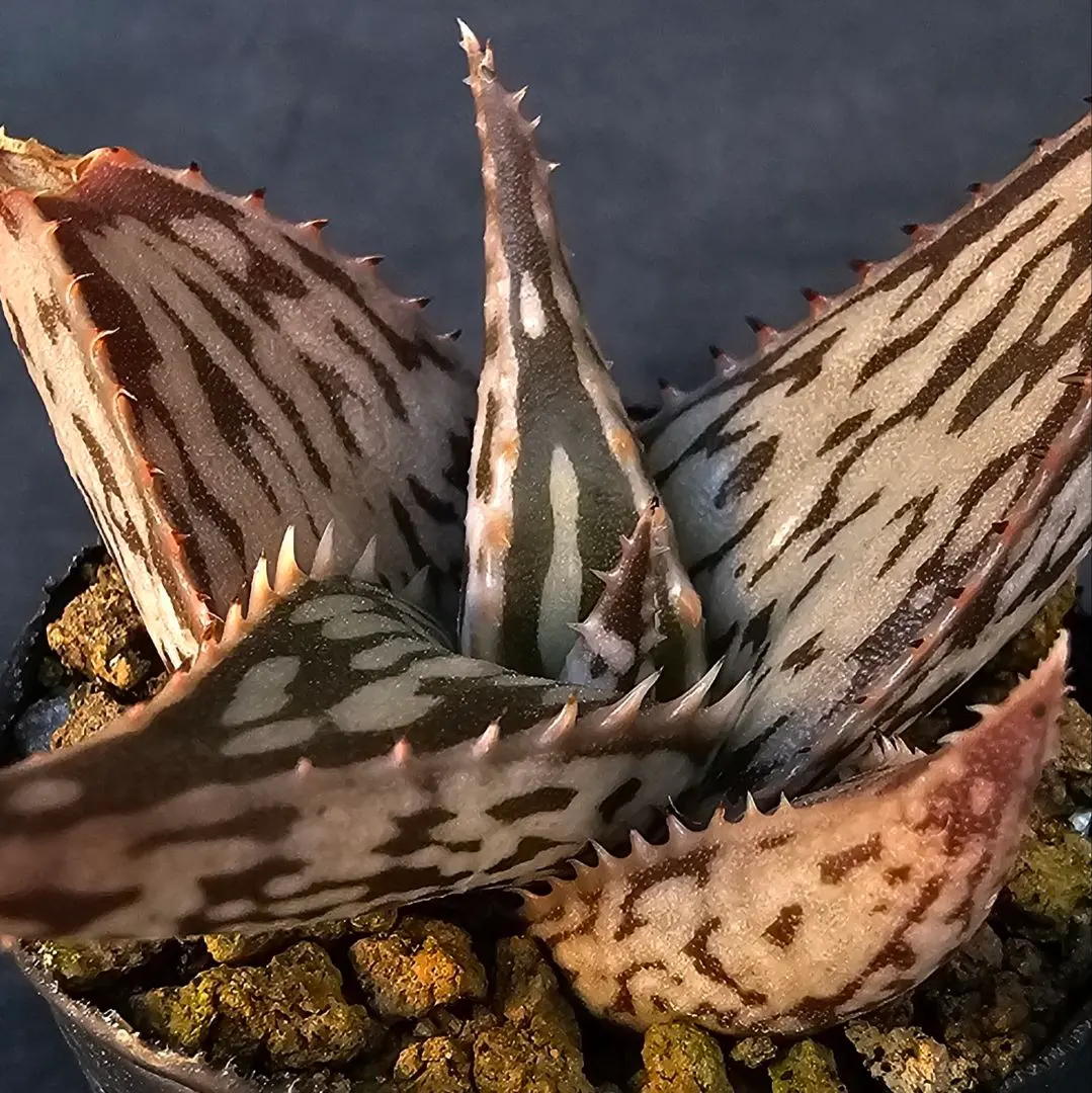 2026年最新】ヘミンギーの人気アイテム - メルカリ