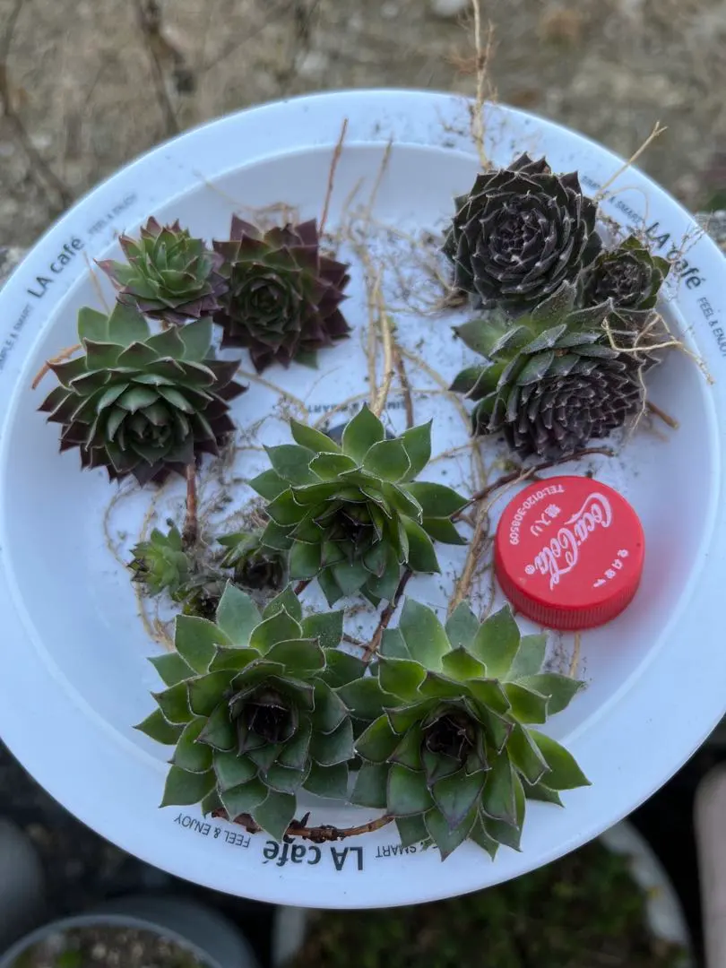 2026年最新】センペル ビウム セットの人気アイテム - メルカリ