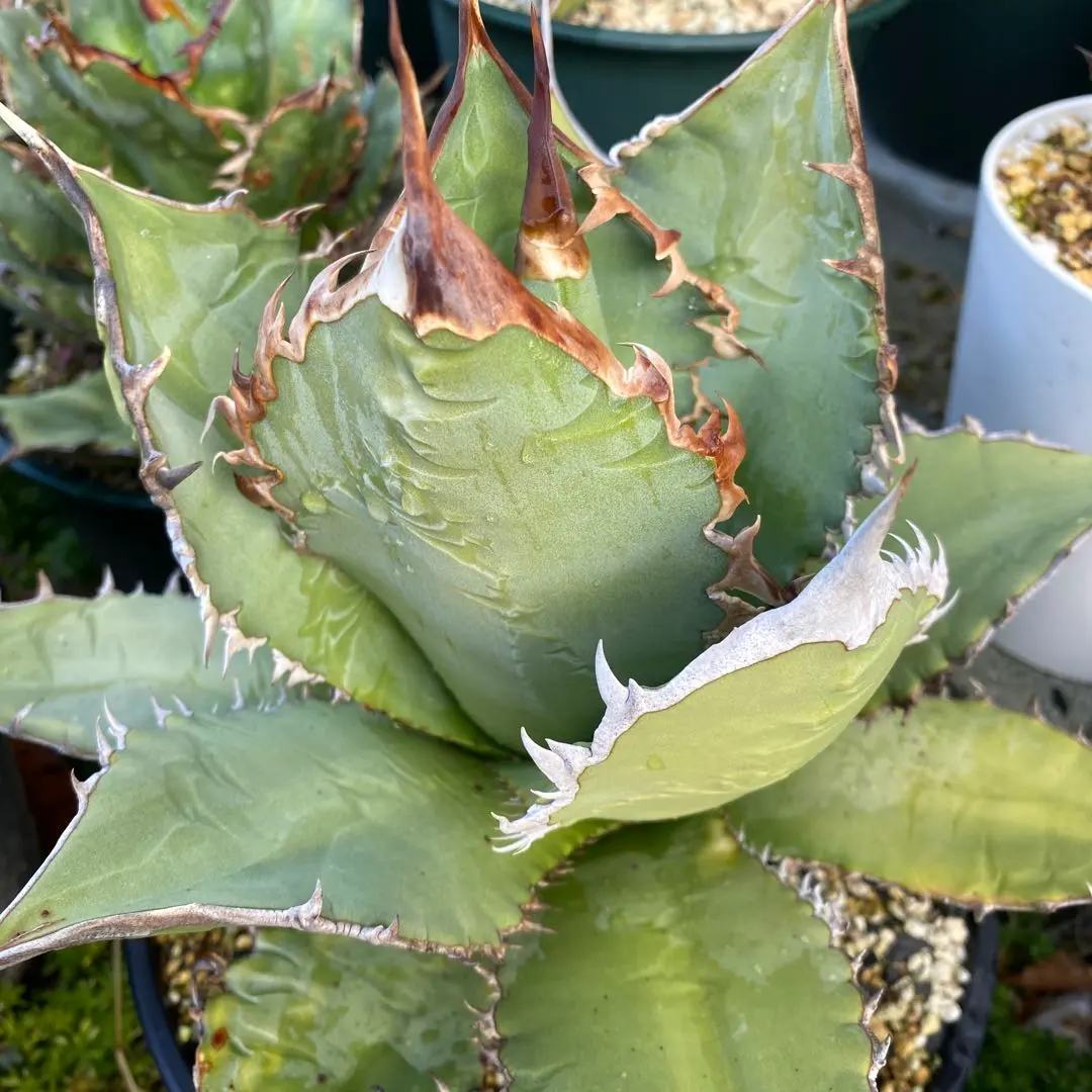 2026年最新】オアハカワイルドの人気アイテム - メルカリ