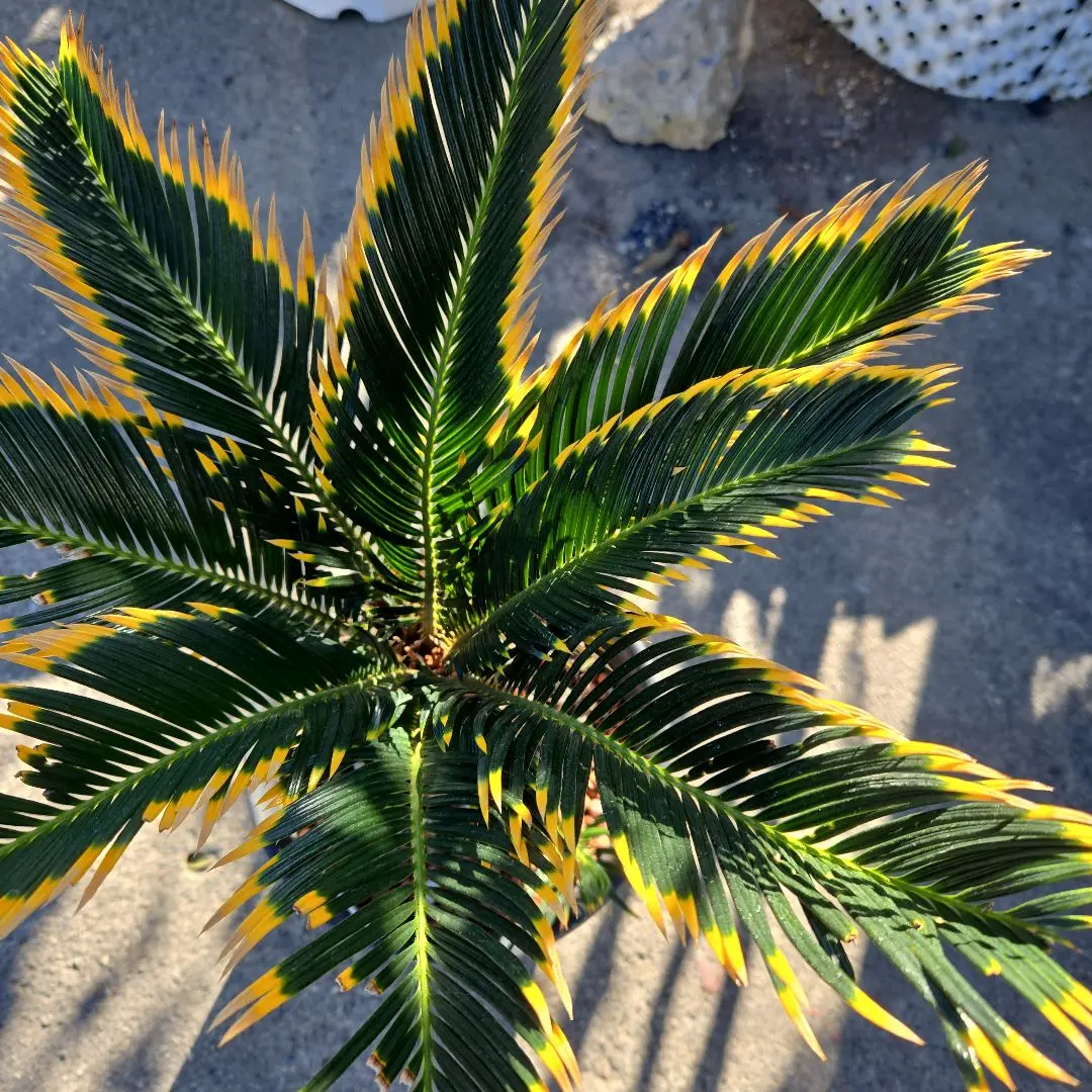 2026年最新】黄金ソテツの人気アイテム - メルカリ